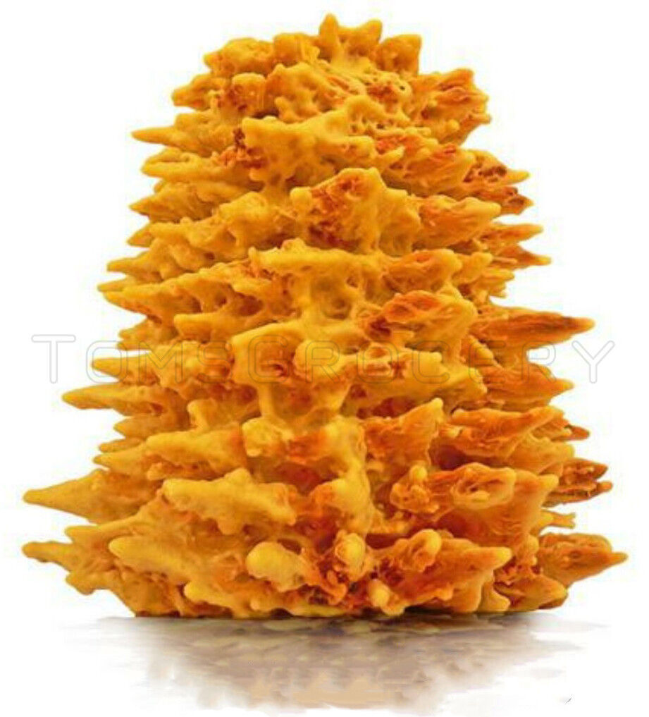 Cake Sakotis Traditional Lithuanian Tree Cake Baumkuchen Party Treats 500g 17oz